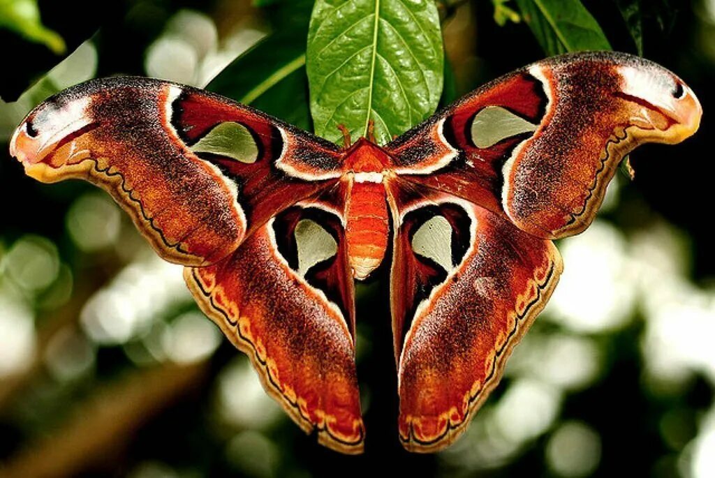 Бабочка Павлиноглазка атлас. Павлиноглазка атлас Attacus Atlas. Аттакус атлас бабочка. Повлилиноглазка атлас.