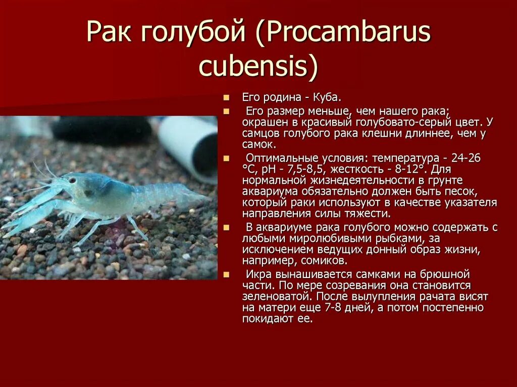 Рак занесен в красную. Ракообразные самка и самец. ракообразные красной книги. ракообразные таблица. голубой краб доклад.