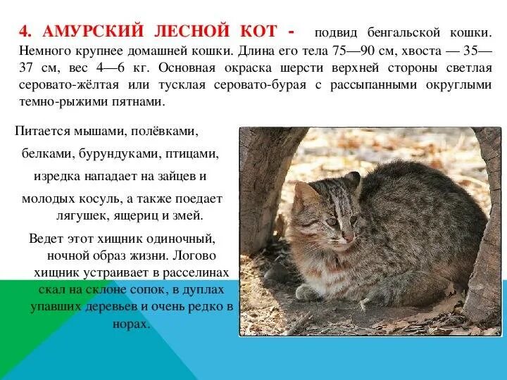 Содержание домашней кошки