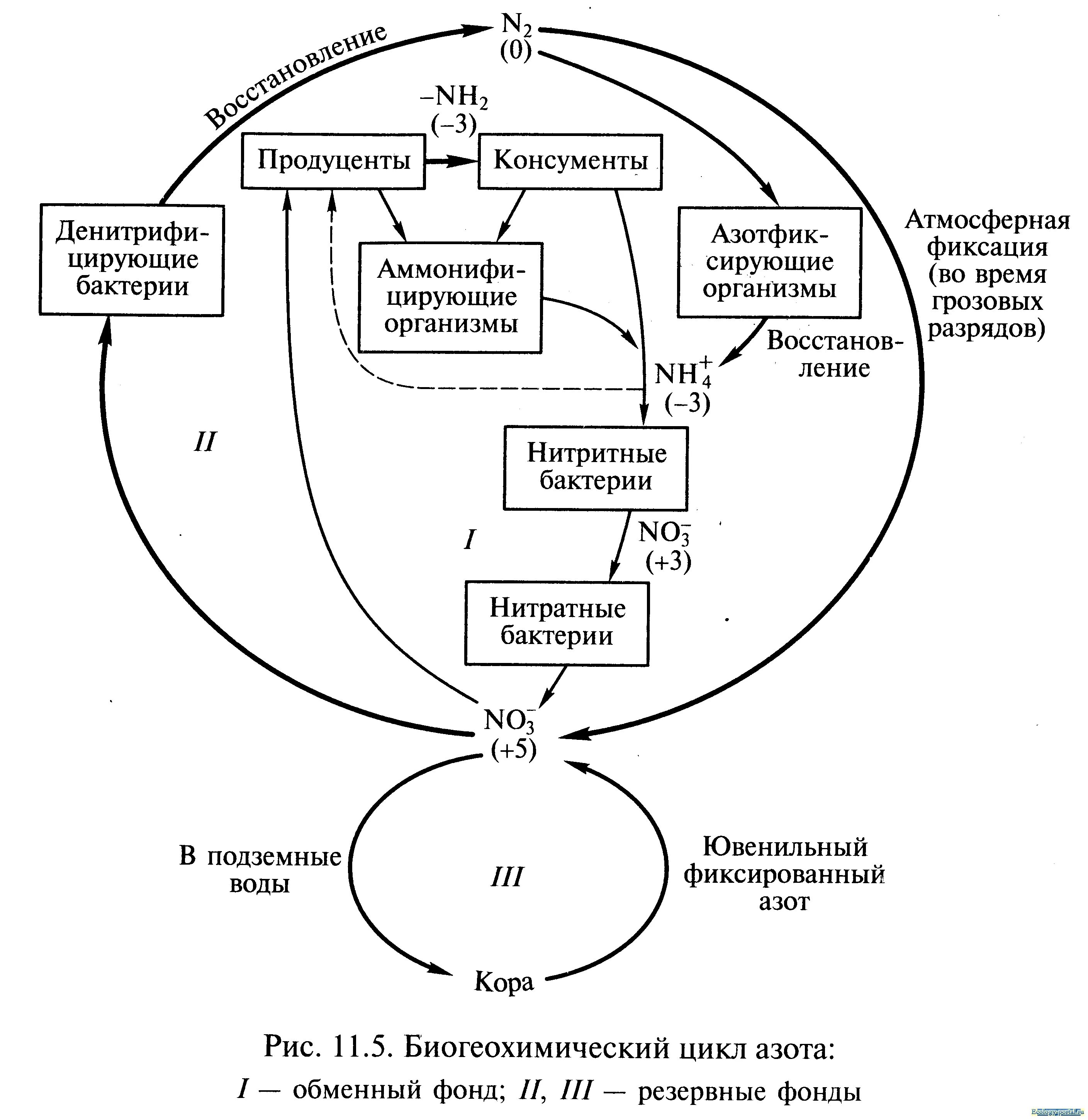 Биогеохимический цикл кислорода схема. Схема круговорота биогеохимического цикла азота. Биогеохимический цикл азота схема. Биогеохимические циклы элементов. Цикл воды в организме
