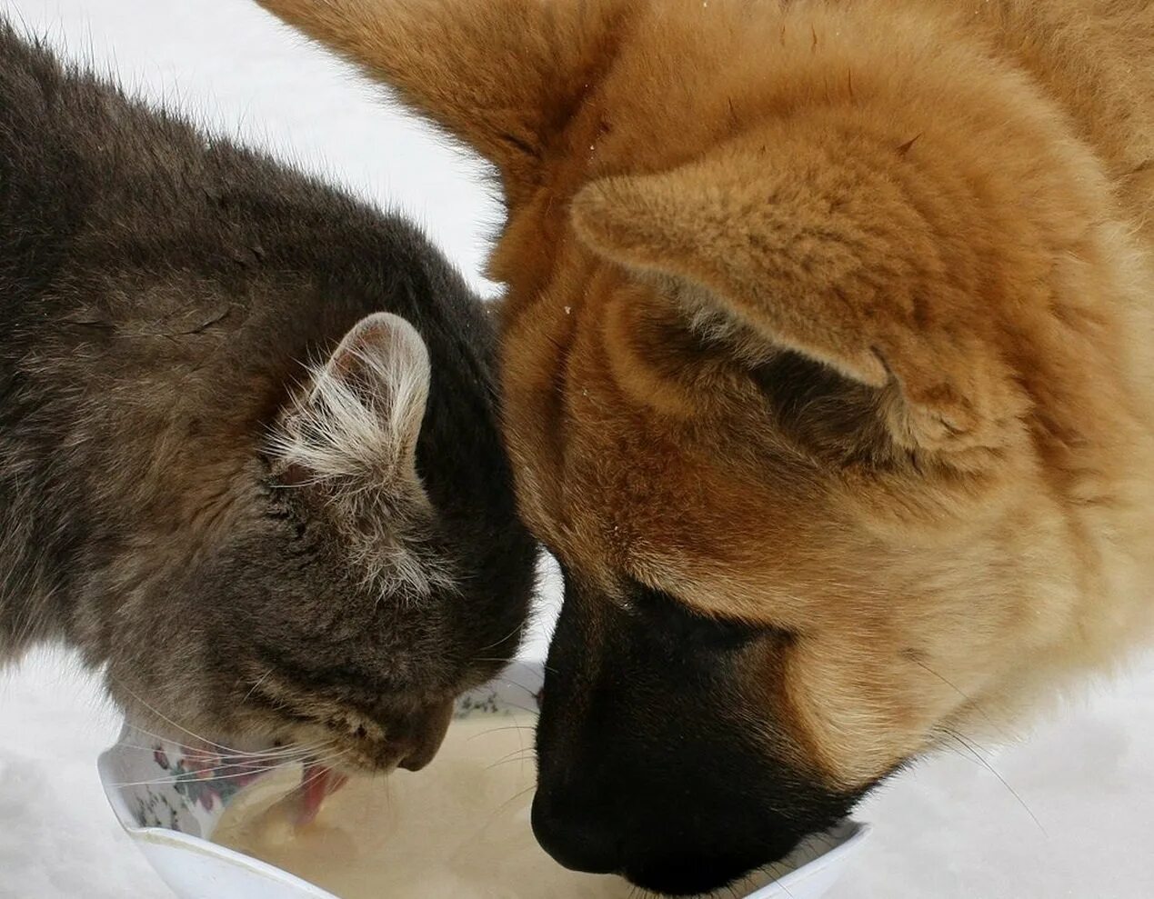 Кот и кошка и собака. Кошки и собаки. дружба кошки и собаки. кот и собака дружат.