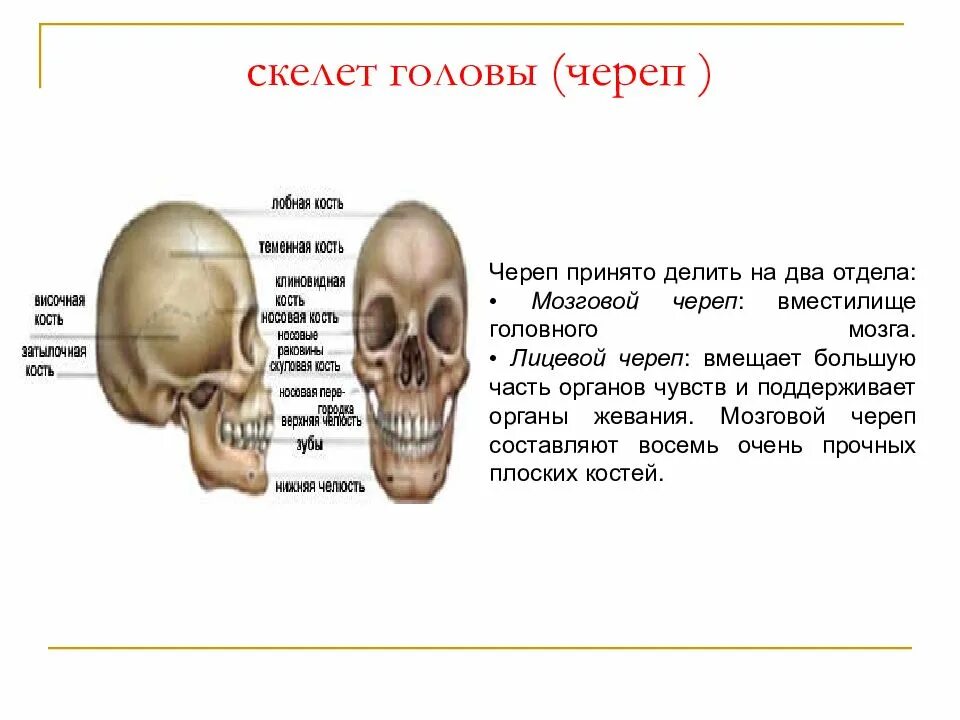 Головной отдел скелета. Скелет головы. Скелет головы череп. Отделы скелета черепа. Лицевой скелет черепа.