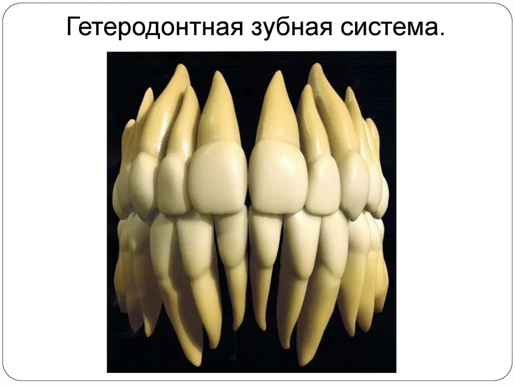 Дифференцированные зубы это какие