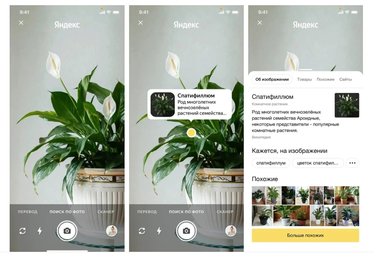 Распознавание растения по фото. Умная камера Яндекс. Распознавание растений по картинке. Умная камера в приложении Яндекс. Распознавание по фото Яндекс.