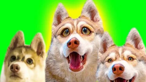 Включи говорящая собака