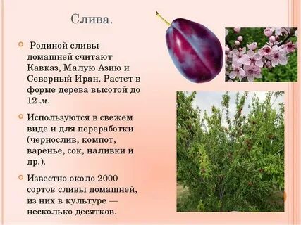 Вкус родины