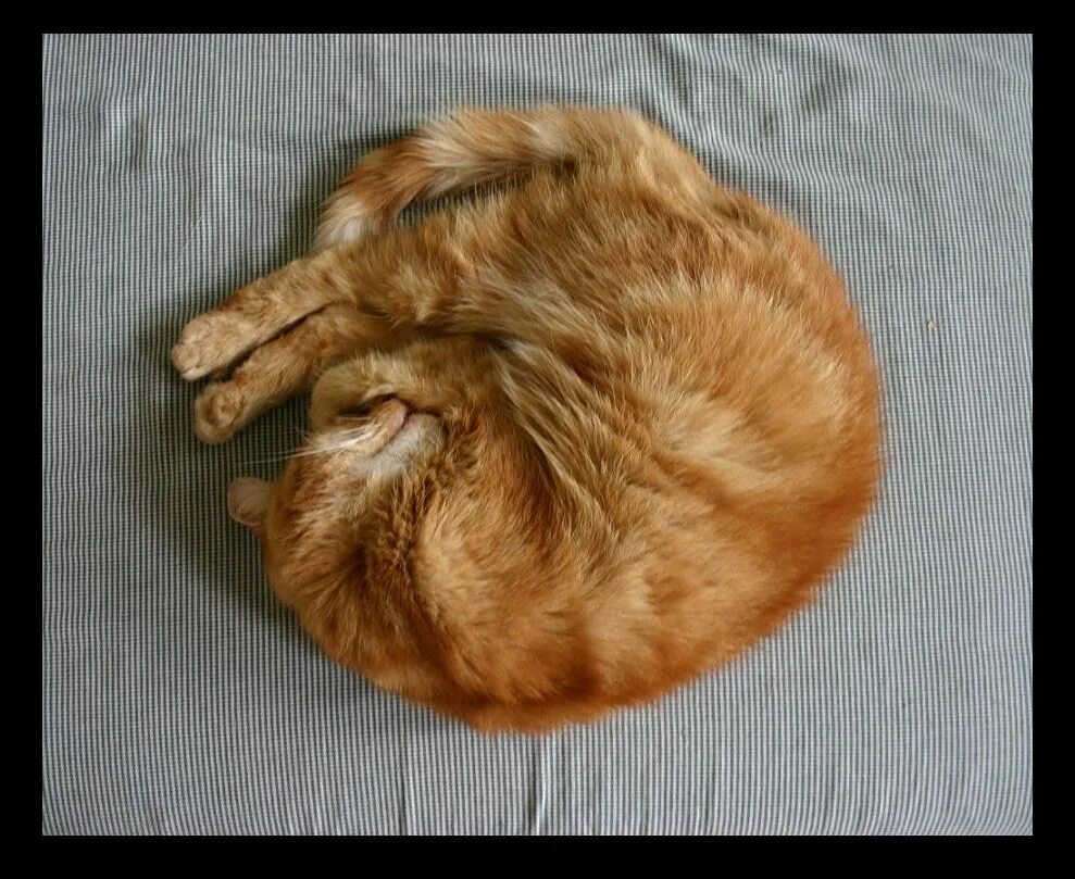 Кот прячет нос. Кот клубочком. кот свернулся клубком. коты спят клубочком.