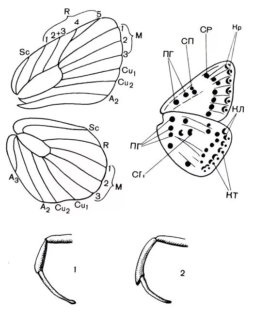 бабочка разбор. основные части тела бабочки 3 класс. звуко-буквенный разбор слова бабочка. схема звуков бабочка. строение крыльев чешуекрылых насекомых.