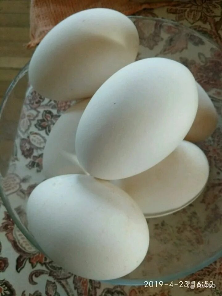 Сколько стоит десяток гусиных яиц. Гусиные яйца. Гусиные яйца еда. Гусиные яйца 50 штук.