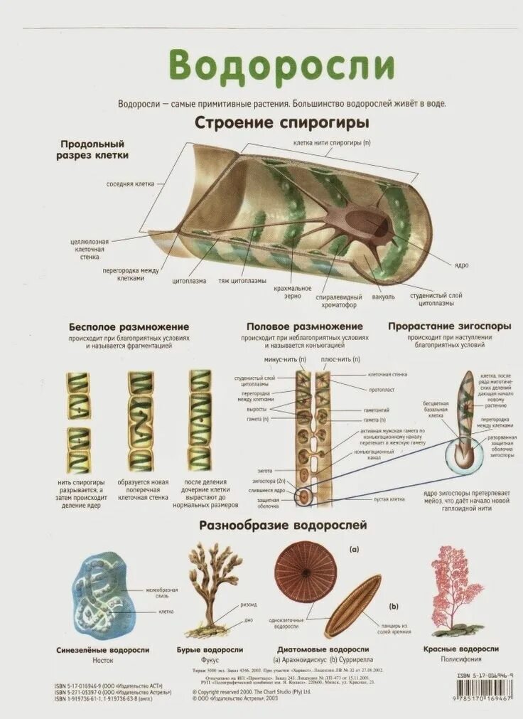 Водоросли огэ. Биология водоросли плакат. Водоросли ботаника ЕГЭ. Водоросли ЕГЭ биология. Водоросли для ЕГЭ по биологии.