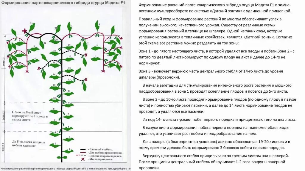 Надо ли прищипывать огурцы. Схема формирования огурцов в теплице. Схема пасынкования огурцов. Схема обрезки огурцов в теплице. Огурцы схема пасынкования.