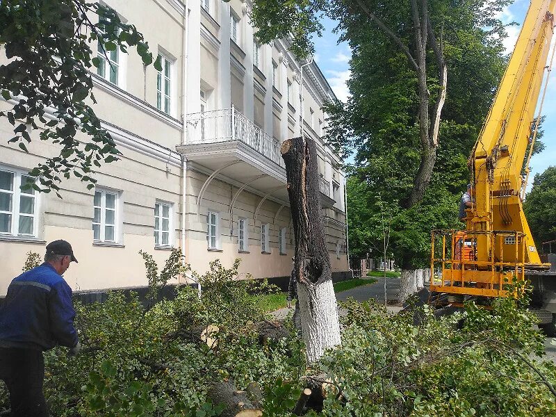 Спил пенза. Спил деревьев пенза. пенза домзелёное хозяйство.