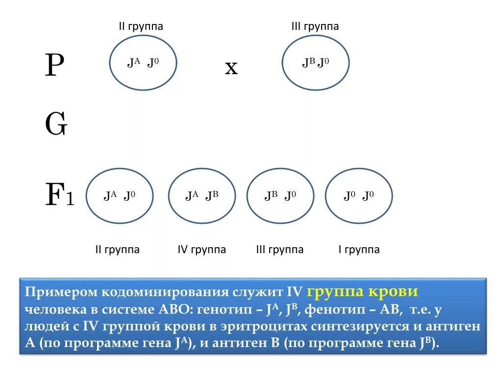 Мужчина имеющий вторую группу крови. Кодоминирование примеры у человека. Кодоминирование наследование групп крови. Кодоминирование задачи по генетике. Принцип взаимодействия кодоминирования.