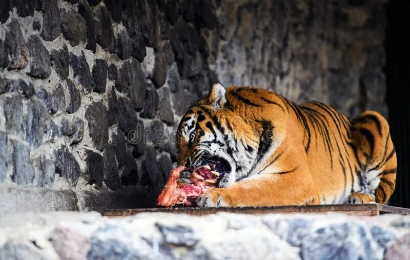 Тигр есть мясо. Красивый тигр ест мясо. Девушки с тиграми красивые фото. Амурский тигр с мясом и мясом.