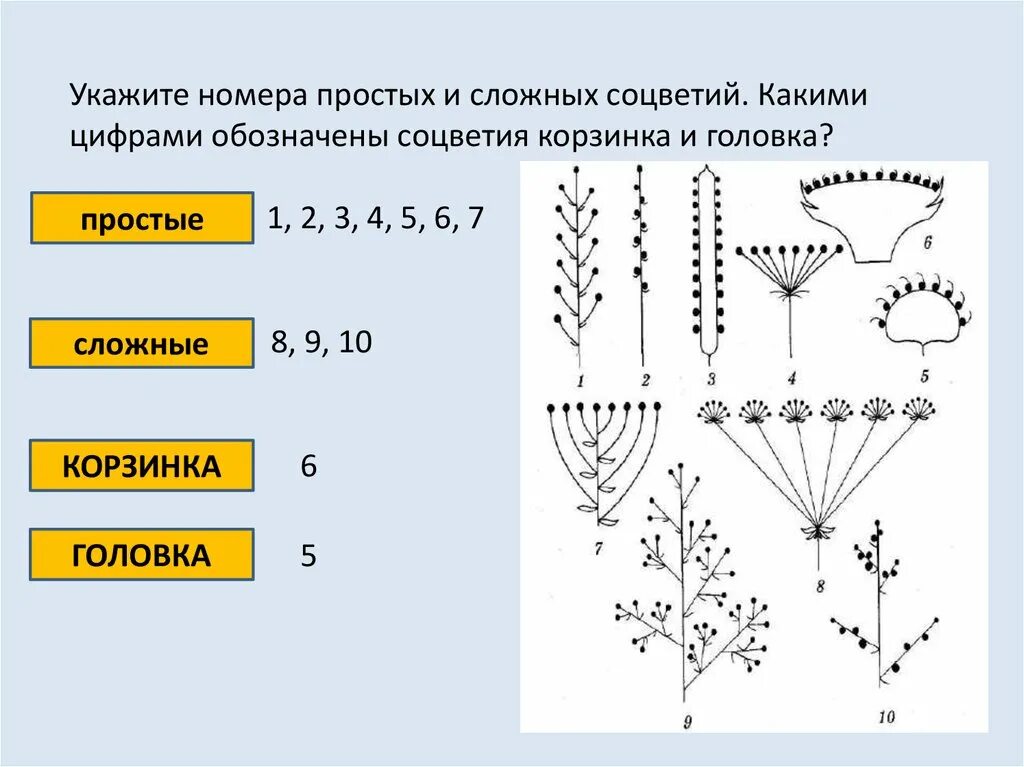 Контрольная биология 6 класс соцветия. Схемы соцветий 6 класс биология. Простые и сложные соцветия 6 класс биология. Простые соцветия. Простые и сложные соцветия.