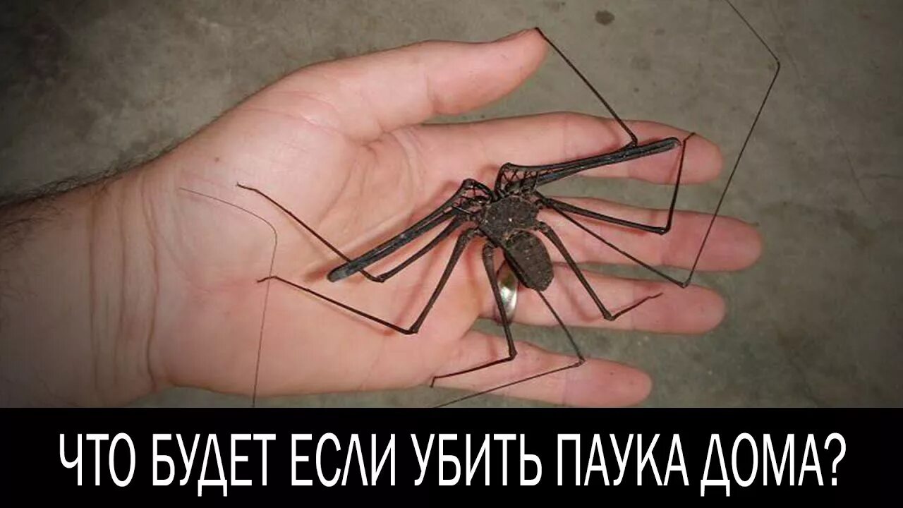 Пауки друг на друга мем