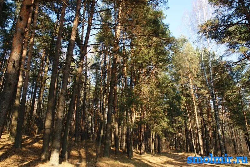 Красный Бор Смоленск. Заповедник красный Бор. Красный Бор Смоленск лес. Лесопарк красный Бор Смоленск. Почему бор назвали бор