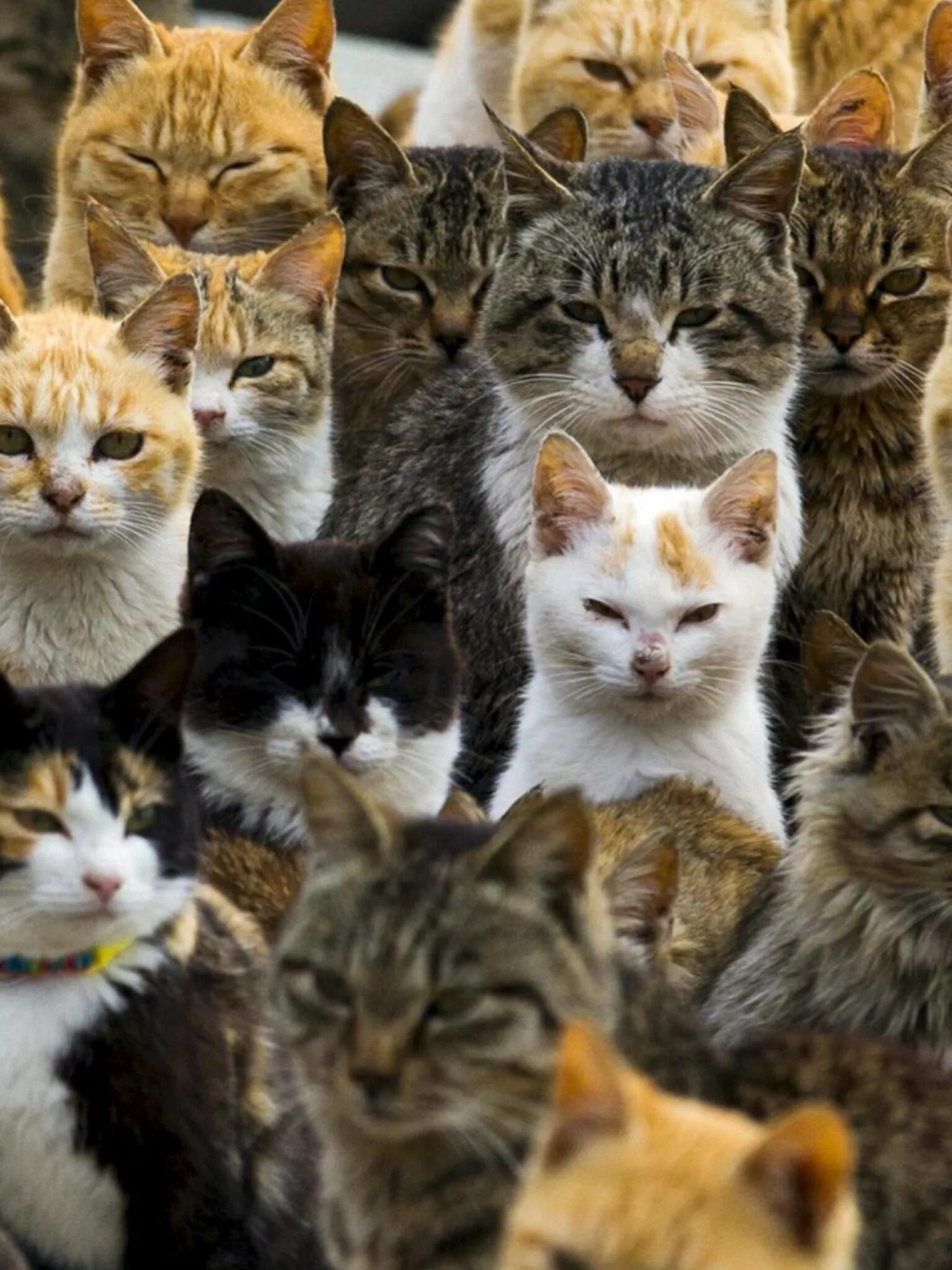 Приснилось много кошек. Много кошек. Много котиков. Калининград остров кошек. 40 Кошек.