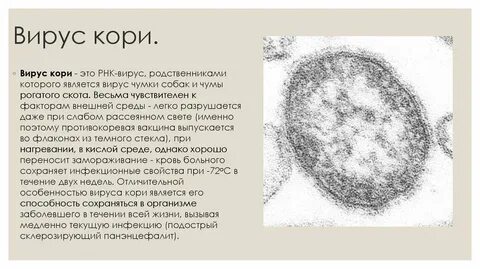 Корь measles virus igg