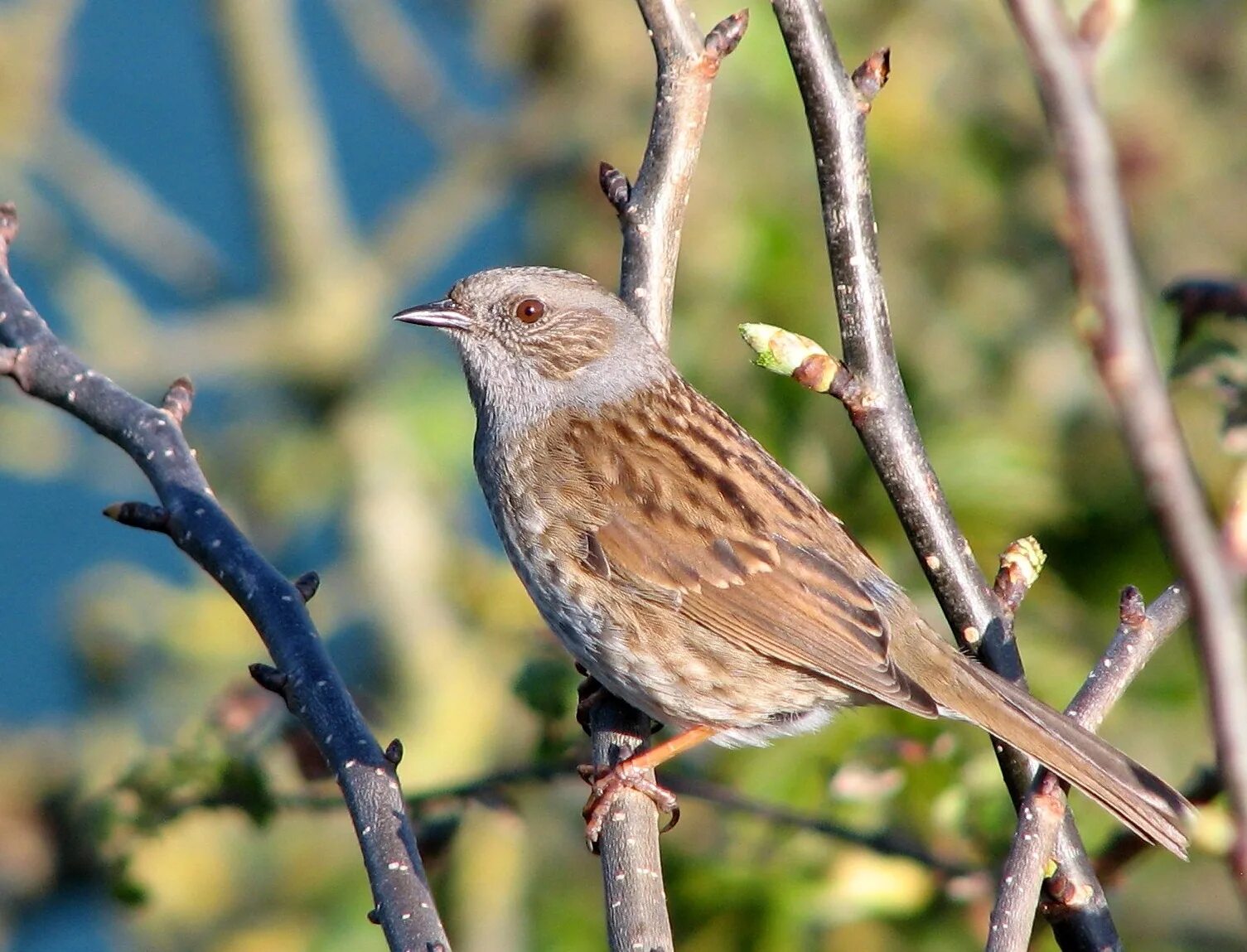 тулес птенец. молдавская птица граур. птицы восемь букв. название птицы пятая буква о. кречётка степная.