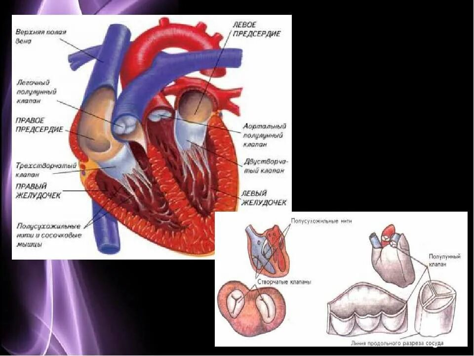 гипертрофия миокарда левых отделов сердца что это. гипертрофия левого предсердия. левое предсердие. гипертрофия кардиомиоцитов патогенез. объем левого предсердия в норме эхокг.