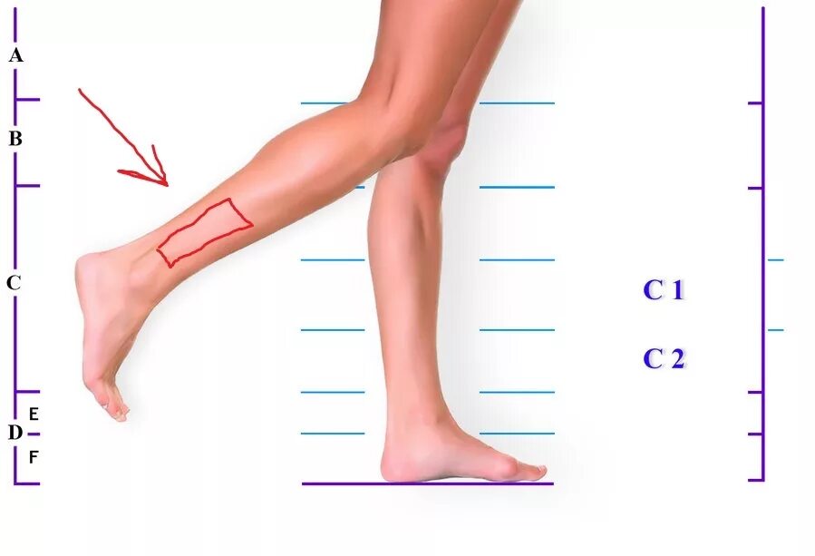 Части ноги. Нижняя часть ноги. Название частей ноги. Голень ноги человека. Место ниже бедра