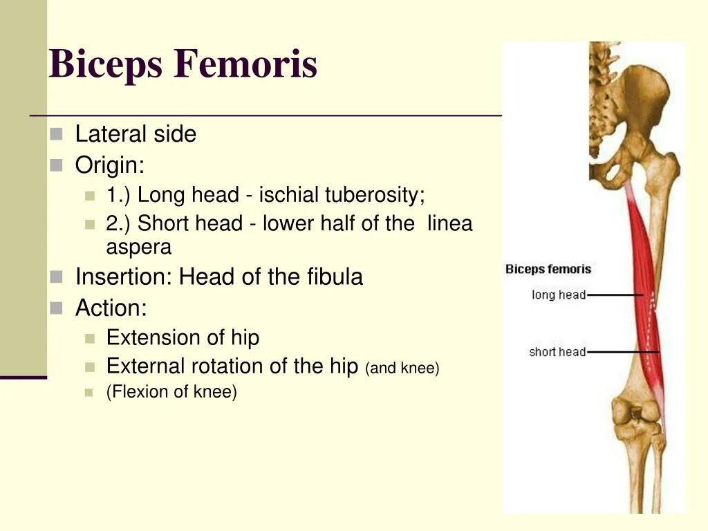 Linea aspera перевод. Linea aspera femoris. biceps femoris. femoris латынь. chelden femoris анатомия.