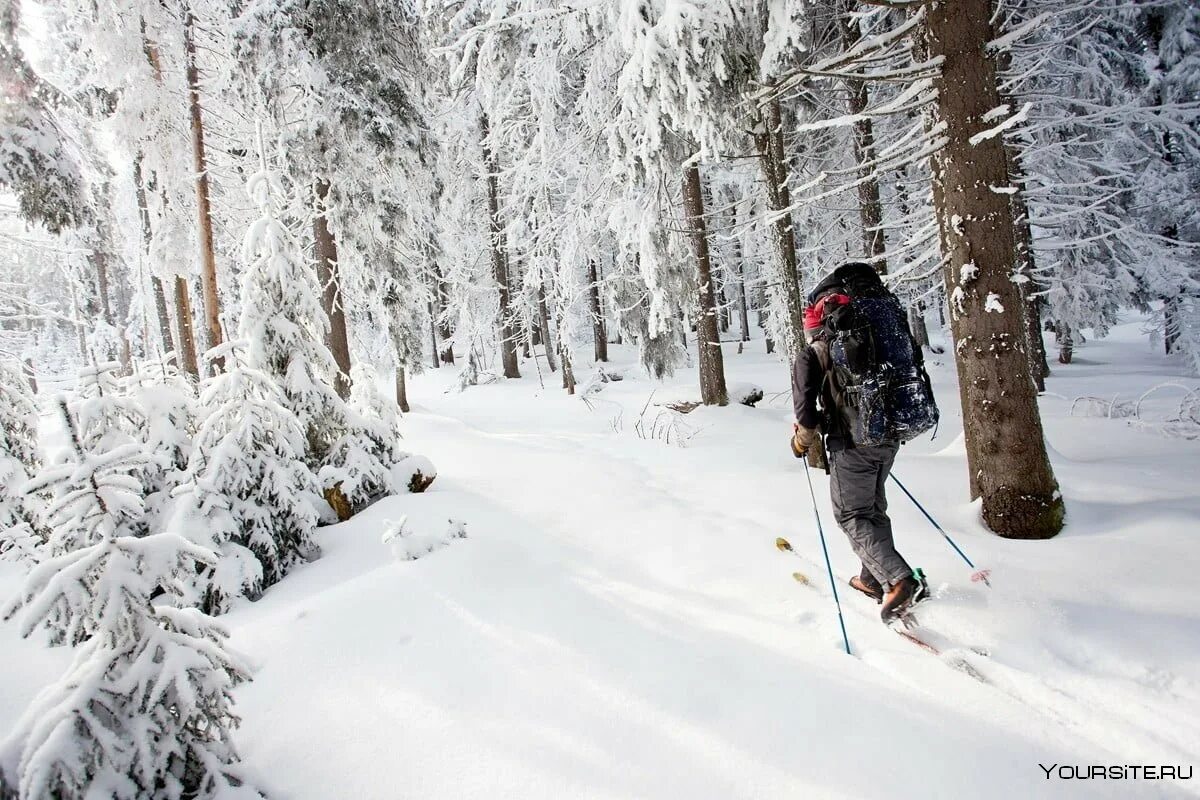 Туристу лыжнику было лень идти. На лыжах в лесу. Лыжник в лесу. Лыжные прогулки в лесу зимой. Люди на лыжах в лесу.
