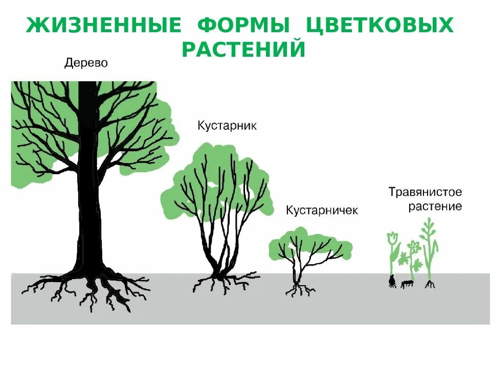 Древесные растения определение. Жизненные формы растений деревья. Жизненная форма кустарник. Жизненные формы деревьев и кустарников. Жизненные формы растений деревья кустарники.