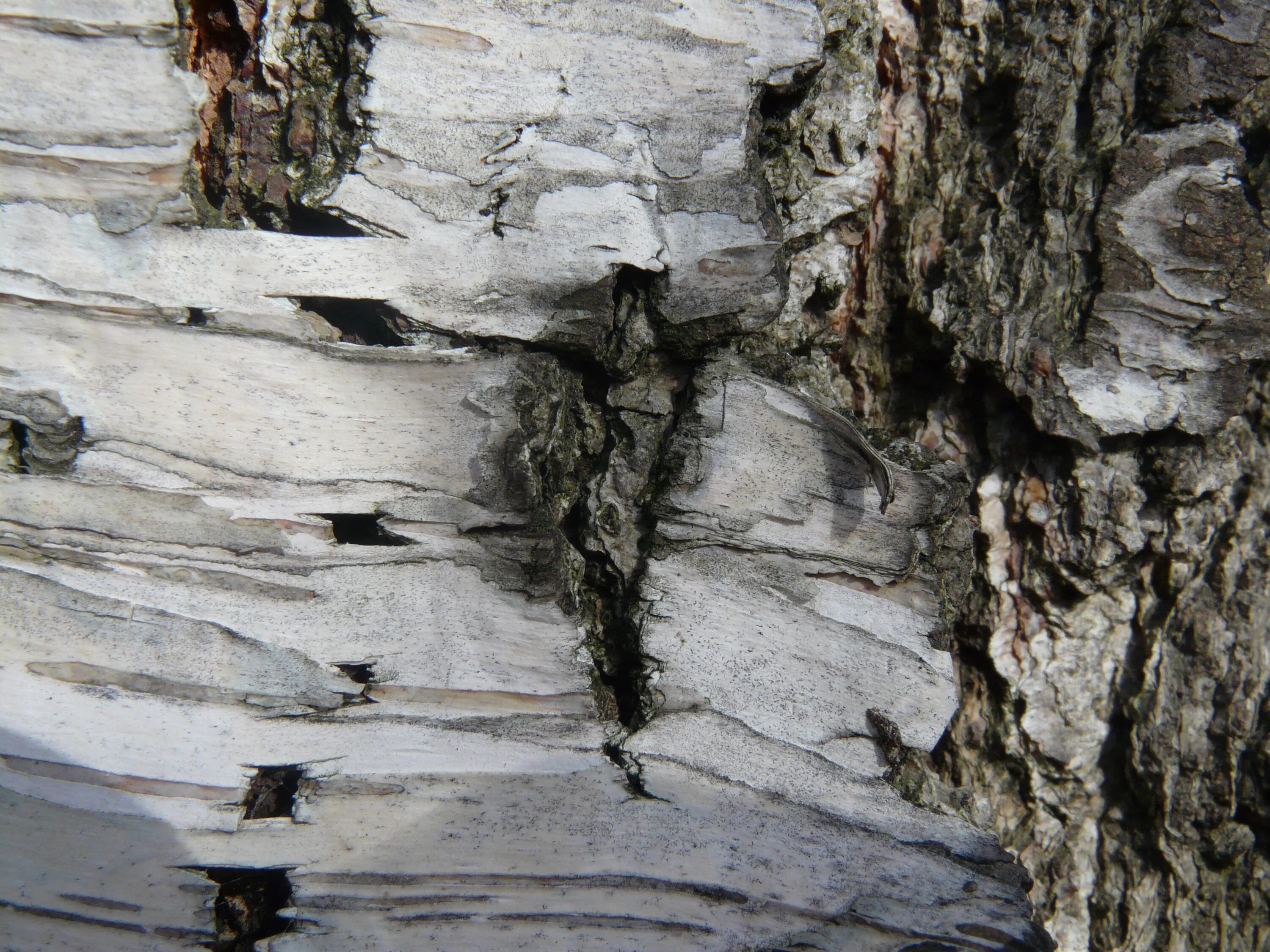 Чечевички у березы. Чечевички на коре березы. Birch bark. Береста березы. Birch bark.