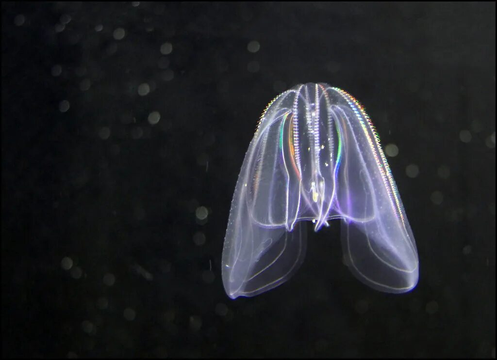 Comb jellies. Гребневик мнемиопсис. Зоопланктон Гребневик. Медуза Гребневик. Мнемиопсис медуза.