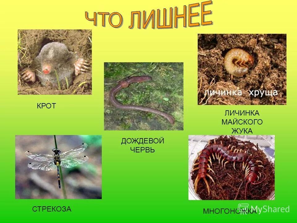 майский жук крот