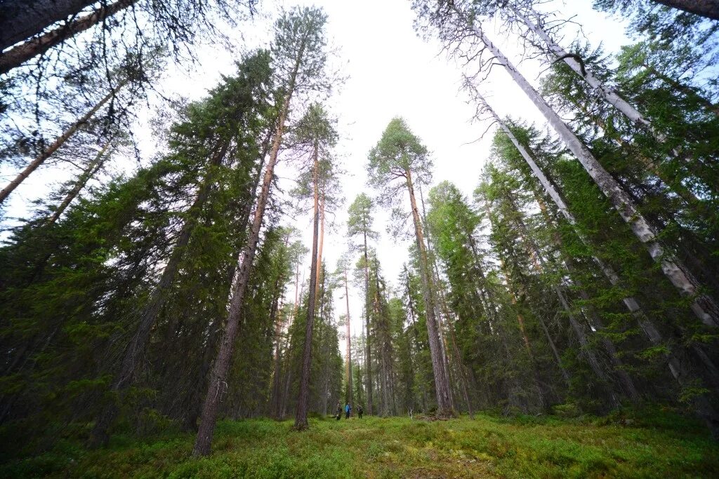 сосновый бор республика коми. роща корабельная удорский район. сосновый бор корабельная чаща. берендеева чаща. корабельная роща нижнекамск.