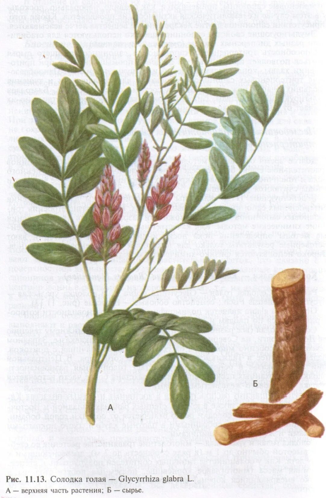 Солодка Glycyrrhiza glabra. Glycyrrhiza glabra корень солодки. Солодка Уральская (Glycyrrhiza uralensis). Корень солодки, Солодка Уральская, лакричник. Солодка описание