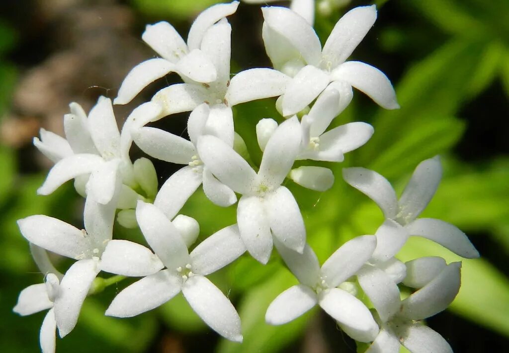 Ясменник пахучий. Ясменник. ясменник душистый. ясменник красильный.