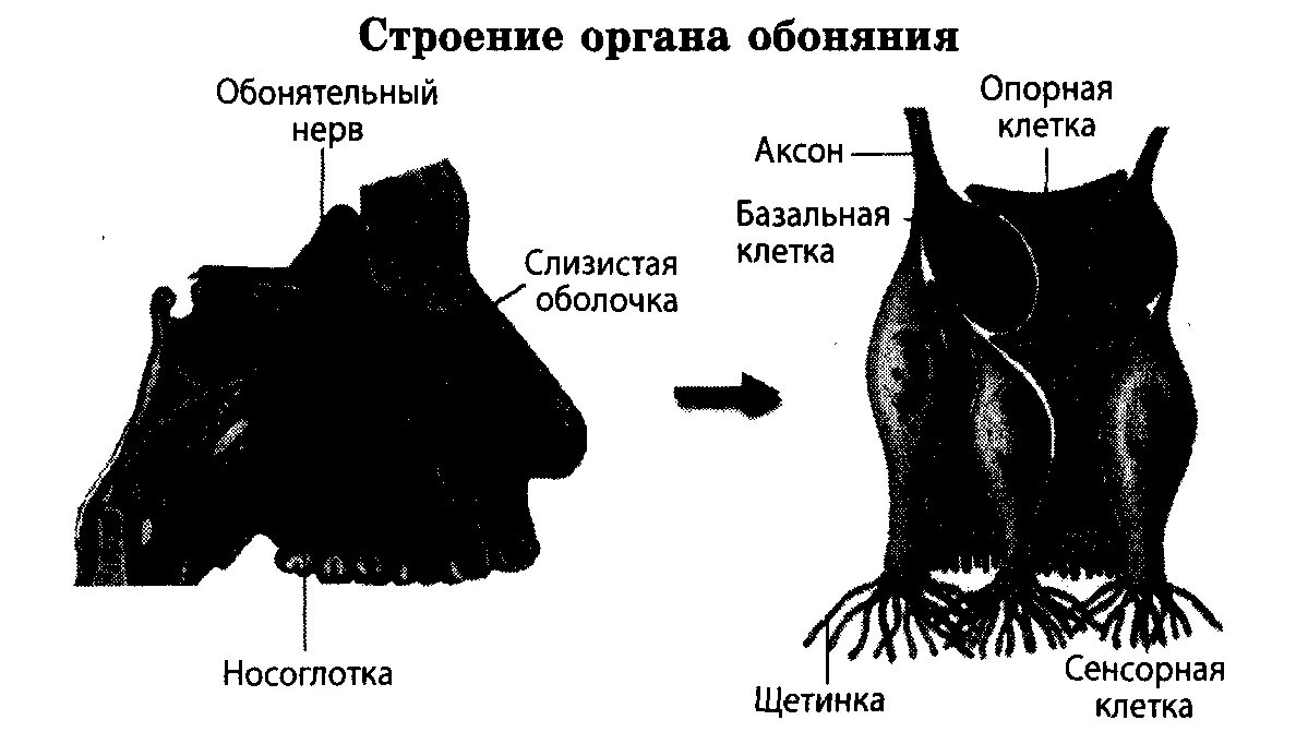 Органы обоняния у птиц. Строение органов обоняния птиц. Орган вкуса у птиц. Обоняние у птиц строение.