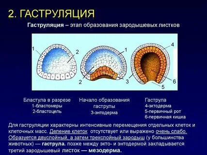 3 слоя зародыша
