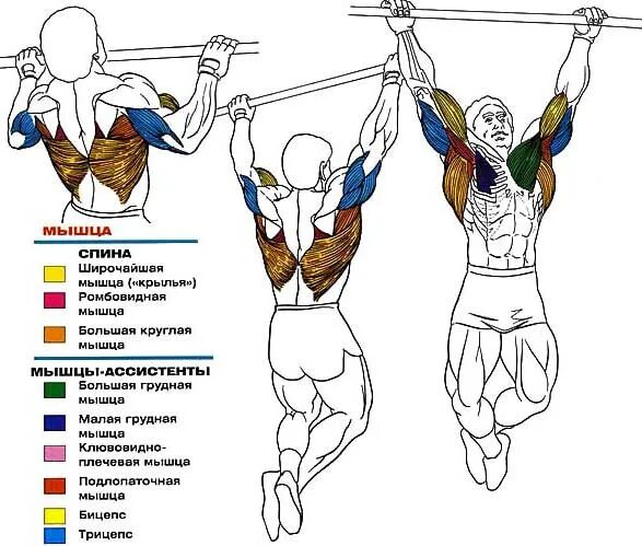 Какие подтягивания на какие группы. Подтягивания классическим хватом мышцы. Техника упражнения подтягивания широким хватом. Мышцы задействованные при подтягивании широким хватом. Подтягивания широким хватом мышцы.