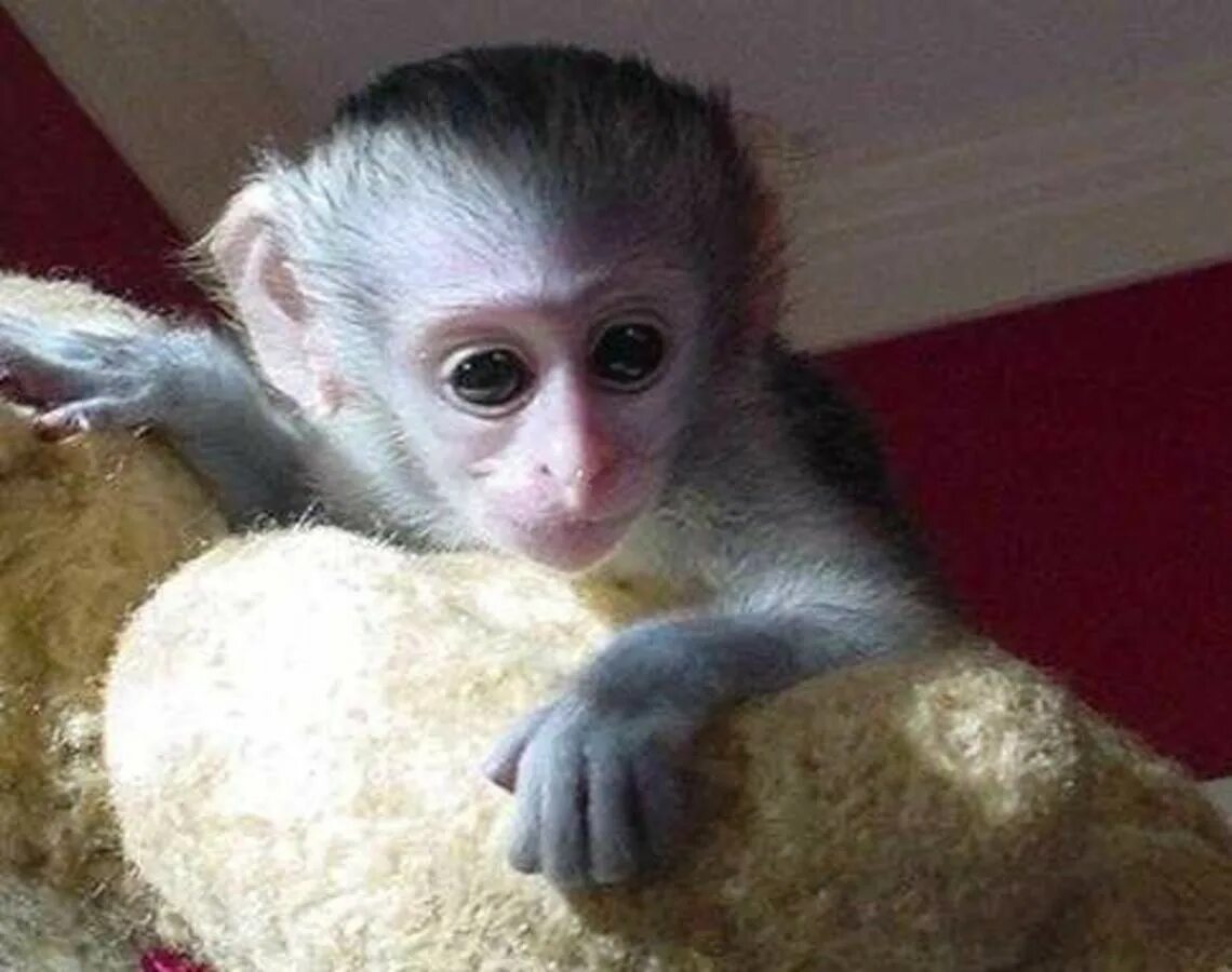 Домашние обезьянки. Продается обезьянка. Недорогие обезьяны. Живые обезьянки недорогие.