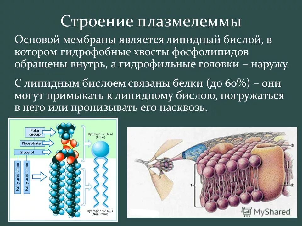 число липидных молекул на клетку. схема строения элементарной мембраны. липидный бислой строение. липидный бислой строение. биологическая мембрана и плазматическая мембрана.