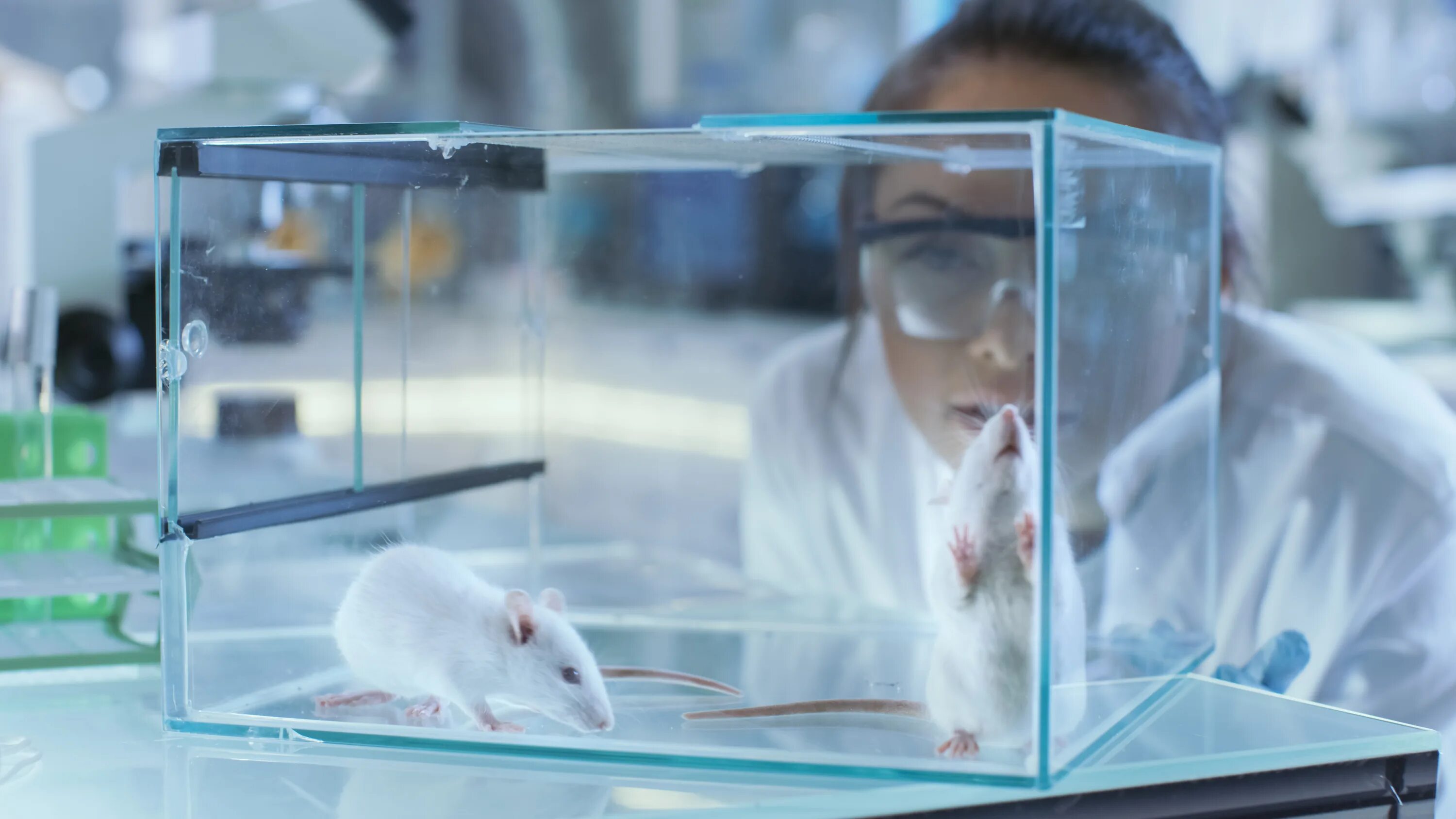 Mice cells. Лабораторные крысы Вистар. Опыты на лабораторных животных. Исследования на мышах. Опыты на мышах.