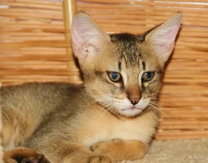 Чаузи кошка описание