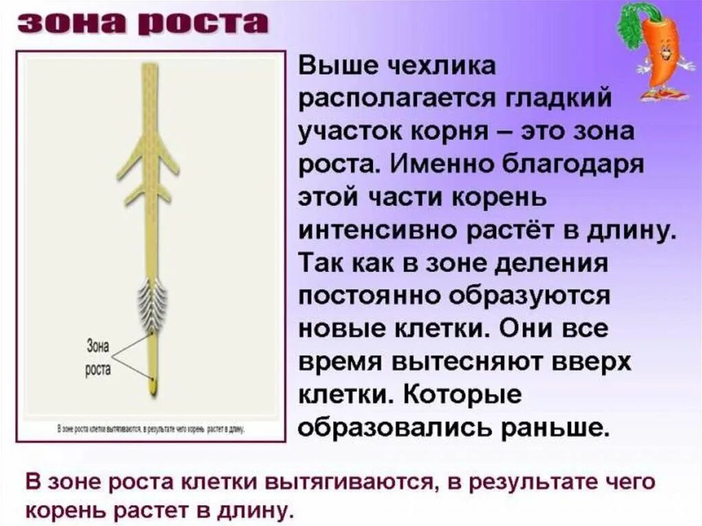 Рост корня. Рост корня осуществляется. Зона роста корня. Верхушечный рост корня