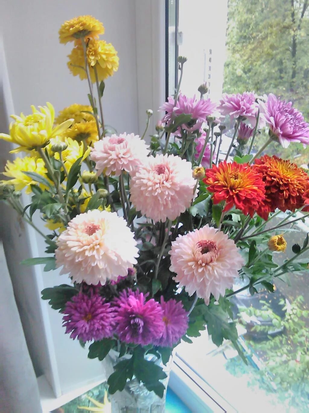 букет хризантем на окне. осенние хризантемы в саду. хризантемы на окно. хризантемы на окне фото. хризантемы на окне.
