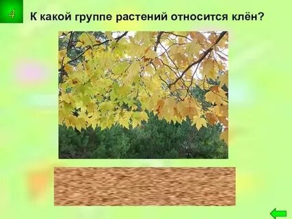 Клен какая систематическая группа