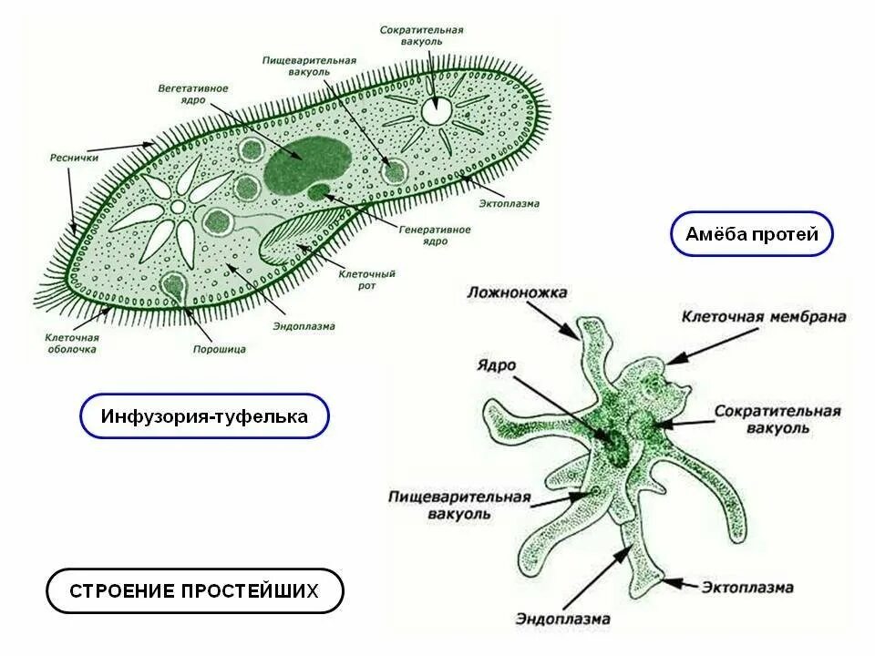 Пищеварительная вакуоль рисунок. Строение простейших животных амеба обыкновенная. Строение клетки простейших. Строение клетки простейшего амебы. Протисты строение клетки.