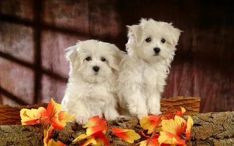 Puppy loving