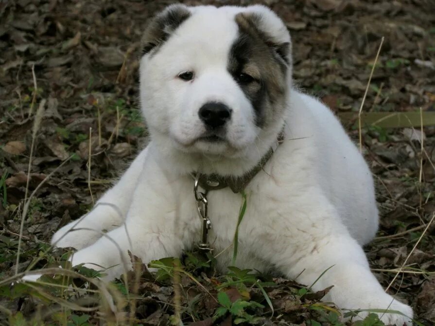 алабай маленький. среднеазиатская овчарка. алабай и щенки алабая. среднеазиатская овчарка. среднеазиатская овчарка.