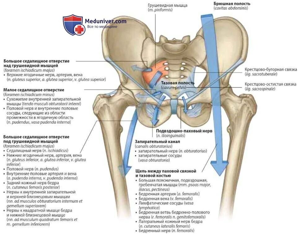 Подвздошная кость лечение. Отверстия запирательный канал топографическая анатомия. Подвздошная кость анатомия с функциями. Запирательное и седалищное отверстие. Подвздошная кость нижних конечностей.