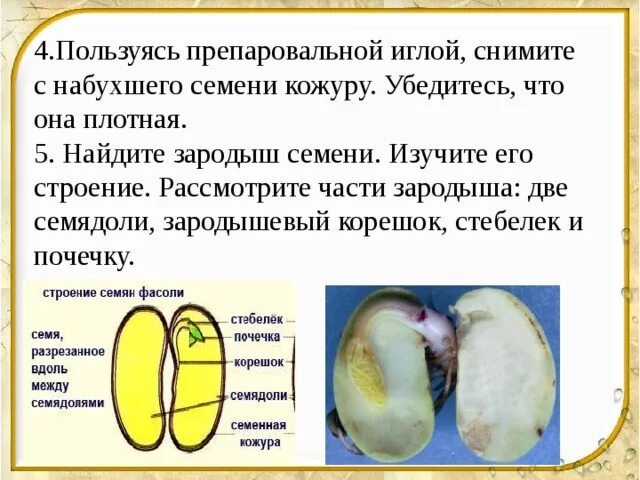 Кожура семян 6. Семенная кожура семядоли. Части зародыша семени фасоли. Семенная кожура семядоли зародышевый стебелек. Фасоль семенная кожура зародышевый корешок почечка.